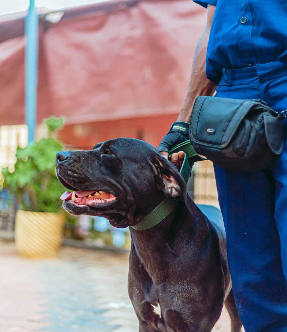 AJPLUS Trained Security Dog with Handler